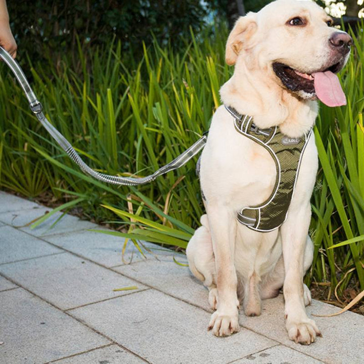 Fluorescent Pet Elastic Retractable Dog Leash