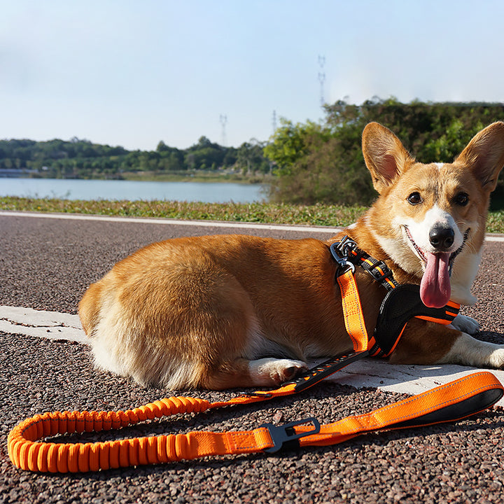 Pet Hand Holding Rope Leash
